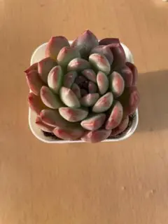 2026年最新】観葉植物の人気アイテム - メルカリ