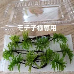 天然苔 コウヤノマンネングサ3本とカサゴケ3本のセット 少量パック