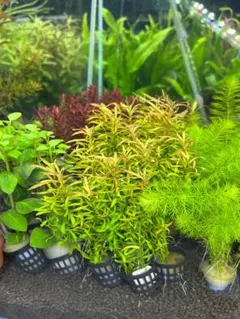 kako様 リクエスト 2点 まとめ商品