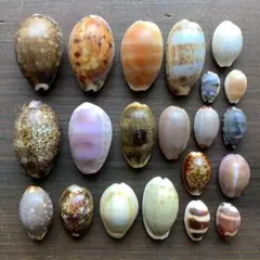 2026年最新】タカラガイ標本の人気アイテム - メルカリ