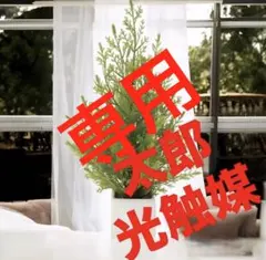 光触媒 人工観葉植物 ウォールグリーン フェイクグリーン ゴールド 
