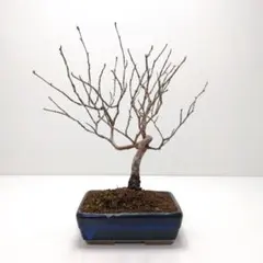 2026年最新】ヒメシャラの人気アイテム - メルカリ