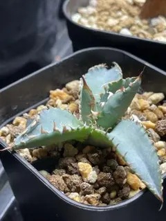 アガベ 黒鯨 子株 PLANET ROCK PLANTS - メルカリ