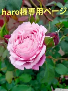 haro様専用ページ