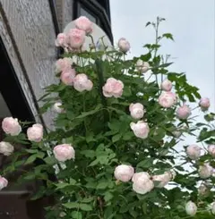 ユキコ つるバラ苗 ピンクのバラ ミニバラ苗 - メルカリ