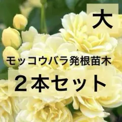 8.八重咲きモッコウバラ発根苗木イエロー２本セット　つるバラ　トゲなし　薔薇苗