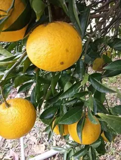 夏みかん　10kg　農薬使用してませんのサムネイル