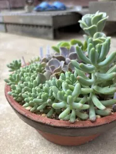 乙女心　多肉植物 カット苗　10株