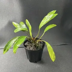 2026年最新】ホマロメナ 便の人気アイテム - メルカリ