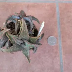 2026年最新】ロウルサンコの人気アイテム - メルカリ