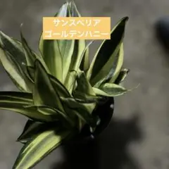 2025年最新】サンスベリア斑入りの人気アイテム - メルカリ