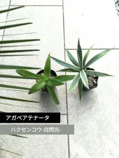 2026年最新】白閃光 アガベの人気アイテム - メルカリ