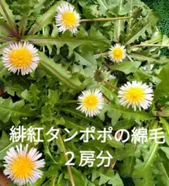 2026年最新】たんぽぽ 苗の人気アイテム - メルカリ