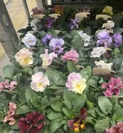 パンジー　シエルブリエ　① 10/18 メルカリ便　みぃねこ♡です。 パンジー シエルブリエ ① 10/18 メルカリ便 みぃねこ♡です