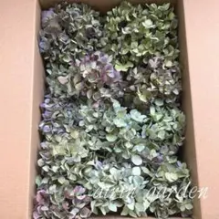 2025年最新】秋色紫陽花の人気アイテム - メルカリ