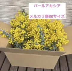 【3/8 9時まで】ミモザ　パールアカシア 半フレッシュ　80サイズ