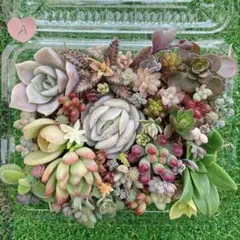 ☆多肉植物　セダムカット苗詰め合わせA