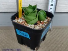 発根済 ハオルチア 玉扇 シースルー 静鼓錦 / 万象 山本エメラルド 蜃気楼 発根済 ハオルチア 玉扇 シースルー 静鼓錦 / 万象 山本エメラルド