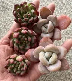 多肉植物　ピンクラビット2苗　ブルーアップル3苗　カット苗セット