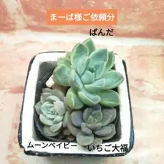 まーば様ご依頼分 多肉 エケベリア 小苗3点セット① 他