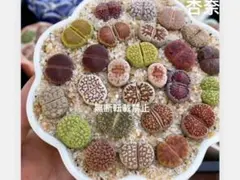 リトープス カラフルセット　1-2年生 10玉 お任せセット