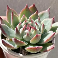 wais様 リクエスト 2点 まとめ商品