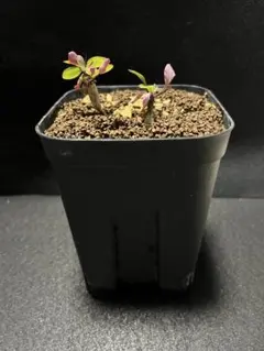 たろりん様のサムネイル