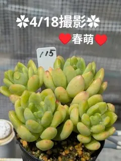 115♥春萌♥　根あり　抜き苗　多肉植物