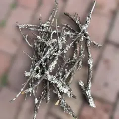 Item thumbnail for item 85cbc55f-4d17-4302-a3ac-424abce994d6