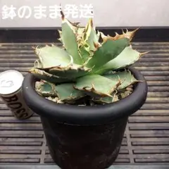 D116 アガベ チタノタ 穿山甲 コレクション株 - メルカリ