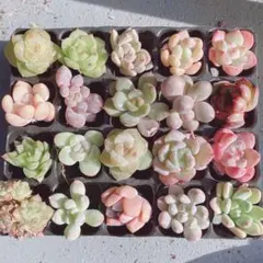 ④サービス品！ 韓国苗　カット苗　ミニ寄せ植え用　多肉植物