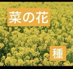 バハマさん様 リクエスト 3点 まとめ商品
