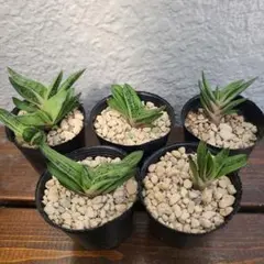 多肉植物 ガステリア リトルワーティー 子株 抜き苗 5株セット ①のサムネイル