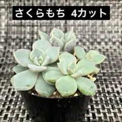 ももも多肉 つぶつぶ屋さん苗 - メルカリ
