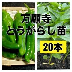 特別栽培】沖縄県産良品 激辛青唐辛子ホットパラソル2kg⭐️12時間以内