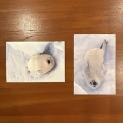北海の魔獣あざらしさん 直筆サイン・セリフ入りA4サイズ複製原画&キーホルダー 北海の魔獣あざらしさん 直筆サイン・セリフ入りA4サイズ複製原画