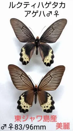 2025年最新】蝶の人気アイテム - メルカリ