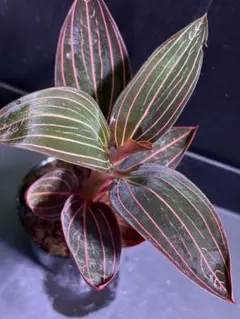 2025年最新】シュスランの人気アイテム - メルカリ