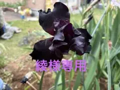 ジャーマンアイリス　黒　子株2株のサムネイル