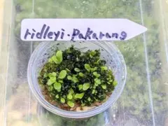 2025年最新】リドレイ pakarangの人気アイテム - メルカリ