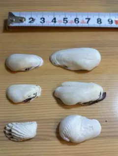 白い貝殻 6個セット　横長