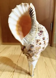 修験道法螺貝 37㎝ 山伏 密教 魔除け 熊よけ❣️ホラガイ ほら貝