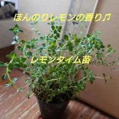 【6-I】ほんのりレモンの香り♫レモンタイム苗ハーブティー、お料理にも