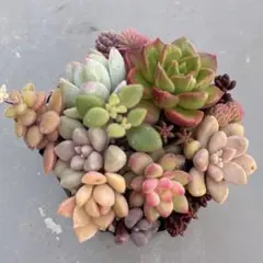 多肉植物　エケベリア・セダム　カット苗寄せ植えセット