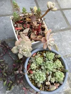 多肉植物　2鉢　まとめ売り　抜き苗