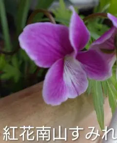 【ミント様まとめ買い専用】