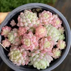 いずみ様 リクエスト 2点 まとめ商品