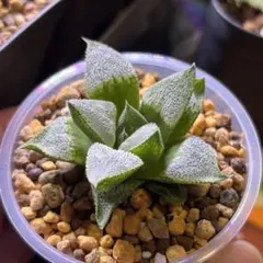 多肉植物 ハオルチア 雪姫×白洋 実生