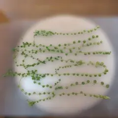 多肉植物　①グリーンネックレス