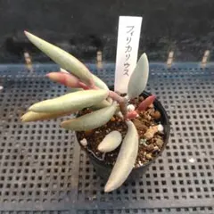 2025年最新】アドロミスクスの人気アイテム - メルカリ